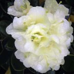 Rhododendron 'Lemon Dream'