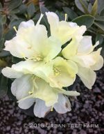 Rhododendron 'Lemon Dream' - Image 2