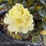 Rhododendron 'Lemon Dream' - Image 3