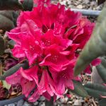 Rhododendron 'Lord Roberts'