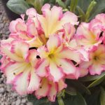 Rhododendron 'Melrose Flash'