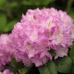 Rhododendron 'Minnetonka'