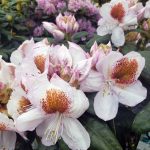 Rhododendron 'Mrs. T.H. Lowinsky'