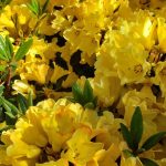 Rhododendron 'Nancy Evans'