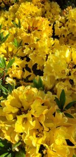 Rhododendron 'Nancy Evans'