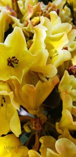 Rhododendron 'Nancy Evans' - Image 3