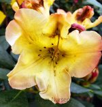 Rhododendron 'Nancy Evans' - Image 4