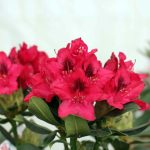 Rhododendron 'Nova Zembla'