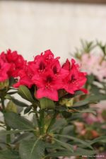Rhododendron 'Nova Zembla' - Image 2