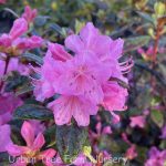 Rhododendron 'Olga Mezitt'