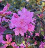 Rhododendron 'Olga Mezitt'