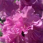 Rhododendron 'PJM Elite'