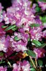 Rhododendron 'PJM Elite' - Image 2