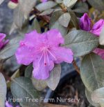 Rhododendron 'PJM Elite' - Image 3