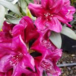 Rhododendron 'Polarnacht'