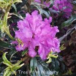 Rhododendron 'Ponticum Roseum Variegatum'