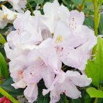 Rhododendron 'President Lincoln'