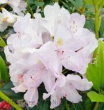 Rhododendron 'President Lincoln'
