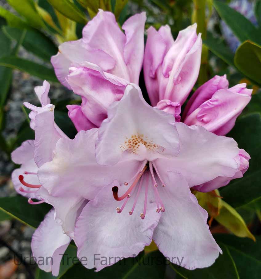 rhododendrons photos Holden’s Red Rhododendron