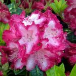 Rhododendron 'President Roosevelt'