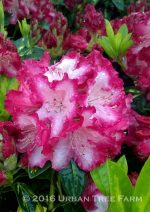 Rhododendron 'President Roosevelt'