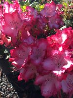 Rhododendron 'President Roosevelt' - Image 2