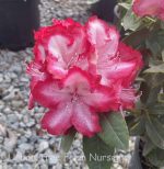 Rhododendron 'President Roosevelt' - Image 3