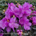 Rhododendron 'Purple Gem'