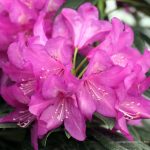 Rhododendron 'Purple Passion'