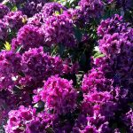 Rhododendron 'Purple Splendour'