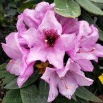 Rhododendron 'Radiance'