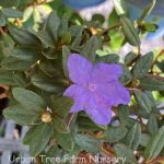 Rhododendron 'Ramapo'