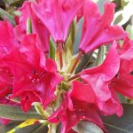 Rhododendron 'Rangoon'