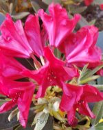 Rhododendron 'Rangoon' - Image 2