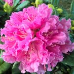 Rhododendron 'Rocket'