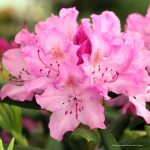 Rhododendron 'Roseum Elegans'
