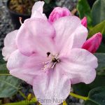 Rhododendron 'Royal Pink'