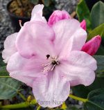 Rhododendron 'Royal Pink'