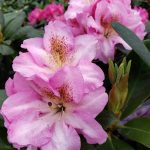 Rhododendron 'Scintillation'
