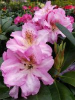 Rhododendron 'Scintillation'