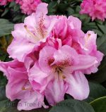 Rhododendron 'Scintillation' - Image 2