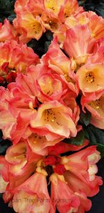 Rhododendron 'Seaview Sunset'