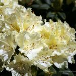 Rhododendron 'Shamrock'