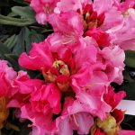 Rhododendron 'Solidarity'