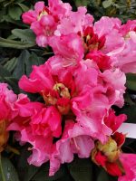 Rhododendron 'Solidarity'