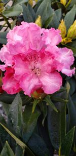 Rhododendron 'Solidarity' - Image 2