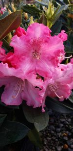 Rhododendron 'Solidarity' - Image 3