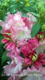 Rhododendron 'Solidarity' - Image 4