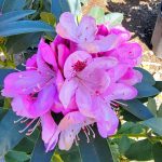 Rhododendron 'Springtime'