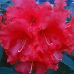 Rhododendron 'Taurus'